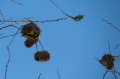 Date: Sunday, March 31, 2013 Focal length: 300.0 Shutter: 1/500 Aperture: F/5.6 ISO: 160 