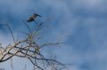 Date: Sunday, March 31, 2013 Focal length: 300.0 Shutter: 1/400 Aperture: F/11.0 ISO: 200 