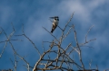 Date: Sunday, March 31, 2013 Focal length: 300.0 Shutter: 1/250 Aperture: F/11.0 ISO: 200 
