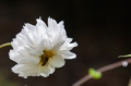 Date: Thursday, March 28, 2013 Focal length: 285.0 Shutter: 1/500 Aperture: F/11.0 ISO: 640 