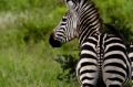 _MG_3987.jpg