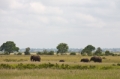 _MG_4153.jpg