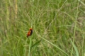 _MG_4158.jpg