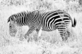 _MG_3404.jpg
