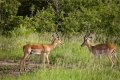 _MG_3650-Edit.gif