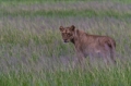 _MG_3830.jpg