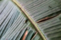 Date: Sunday, March 09, 2014 Focal length: 70.0 Shutter: 1/800 Aperture: F/10.0 ISO: 3200 