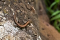 Date: Sunday, March 09, 2014 Focal length: 62.0 Shutter: 1/125 Aperture: F/5.0 ISO: 250 