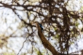 Date: samedi, 31. mai 2014 Camera: Canon Canon EOS 5D Mark III Focal length: 300.0 Shutter: 1/320 Aperture: F/5.6 ISO: 400 