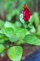 _MG_4479.jpg