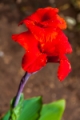 Date: Tuesday, November 05, 2013 Focal length: 85.0 Shutter: 1/40 Aperture: F/5.0 ISO: 250 