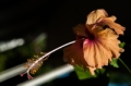 Date: Monday, December 02, 2013 Focal length: 70.0 Shutter: 1/3200 Aperture: F/8.0 ISO: 500 