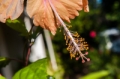 Date: Monday, December 02, 2013 Focal length: 64.0 Shutter: 1/200 Aperture: F/13.0 ISO: 320 