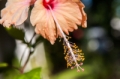 Date: Monday, December 02, 2013 Focal length: 64.0 Shutter: 1/1250 Aperture: F/5.6 ISO: 320 