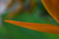_MG_6590.jpg
