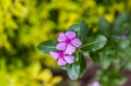 Date: Monday, March 25, 2013 Focal length: 67.0 Shutter: 1/1000 Aperture: F/2.8 ISO: 160 