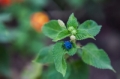 Date: Monday, March 25, 2013 Focal length: 70.0 Shutter: 1/400 Aperture: F/2.8 ISO: 250 