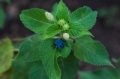 Date: Monday, March 25, 2013 Focal length: 70.0 Shutter: 1/125 Aperture: F/7.1 ISO: 320 