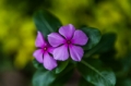 Date: Monday, March 25, 2013 Focal length: 70.0 Shutter: 1/2000 Aperture: F/2.8 ISO: 160 