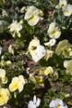 Video_MG_3550.jpg