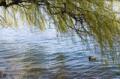 Video_MG_3594.jpg