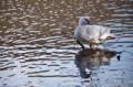 Video_MG_3850.jpg