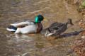 Video_MG_3878.jpg