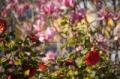 Video_MG_3911.jpg