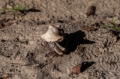 Date: Saturday, December 07, 2013 Focal length: 70.0 Shutter: 1/1000 Aperture: F/7.1 ISO: 125 