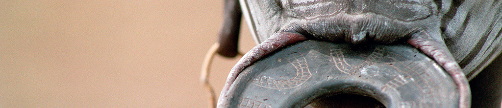 photo_banner
