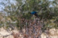 Date: lundi, 11. juin 2012 Camera: Canon Canon EOS 5D Focal length: 300.0 Shutter: 1/320 Aperture: F/5.6 ISO: 200 