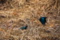 Date: lundi, 11. juin 2012 Camera: Canon Canon EOS 5D Focal length: 300.0 Shutter: 1/1000 Aperture: F/5.6 ISO: 200 