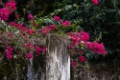Date: jeudi, 7. juin 2012 Camera: Canon Canon EOS 5D Focal length: 105.0 Shutter: 1/100 Aperture: F/5.6 ISO: 200 