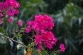 Date: jeudi, 7. juin 2012 Camera: Canon Canon EOS 5D Focal length: 300.0 Shutter: 1/125 Aperture: F/5.6 ISO: 200 