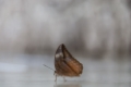 Date: jeudi, 7. juin 2012 Camera: Canon Canon EOS 5D Focal length: 300.0 Shutter: 1/2 Aperture: F/6.3 ISO: 200 