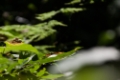 Date: jeudi, 7. juin 2012 Camera: Canon Canon EOS 5D Focal length: 300.0 Shutter: 1/2000 Aperture: F/5.6 ISO: 640 