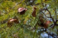 Date: samedi, 9. juin 2012 Camera: Canon Canon EOS 5D Focal length: 180.0 Shutter: 1/160 Aperture: F/7.1 ISO: 320 