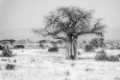 Date: dimanche, 10. juin 2012 Camera: Canon Canon EOS 5D Focal length: 260.0 Shutter: 1/800 Aperture: F/5.6 ISO: 200 