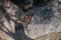 Date: lundi, 11. juin 2012 Camera: Canon Canon EOS 5D Focal length: 300.0 Shutter: 1/400 Aperture: F/5.6 ISO: 200 