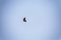 Date: lundi, 11. juin 2012 Camera: Canon Canon EOS 5D Focal length: 300.0 Shutter: 1/2000 Aperture: F/5.6 ISO: 200 