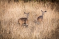 Date: mardi, 12. juin 2012 Camera: Canon Canon EOS 5D Focal length: 300.0 Shutter: 1/800 Aperture: F/5.6 ISO: 400 