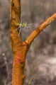 Date: Friday, February 01, 2013 Focal length: 300.0 Shutter: 1/1250 Aperture: F/5.6 ISO: 250 
