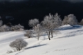 _MG_2865.jpg