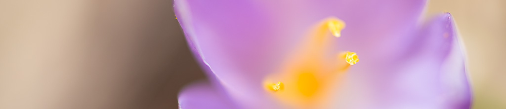 photo_banner