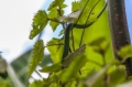 _MG_5739.jpg